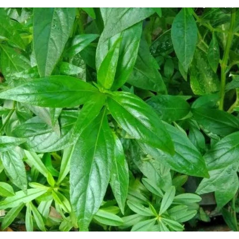 

daun sambiloto herbal 2 lembar