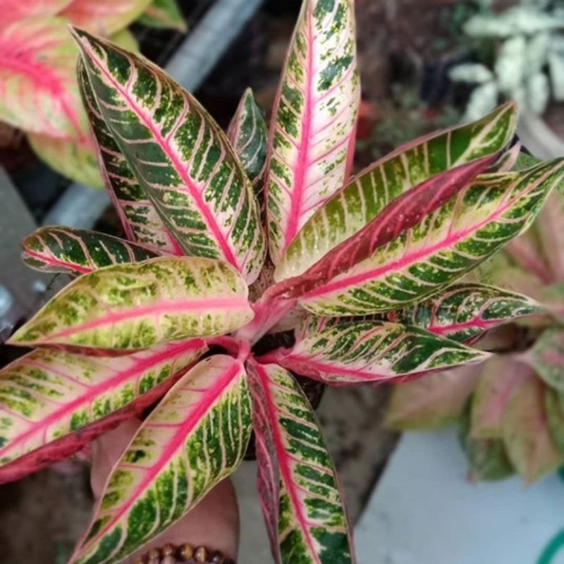 bibit bonggol AGLAONEMA RED SUMATERA