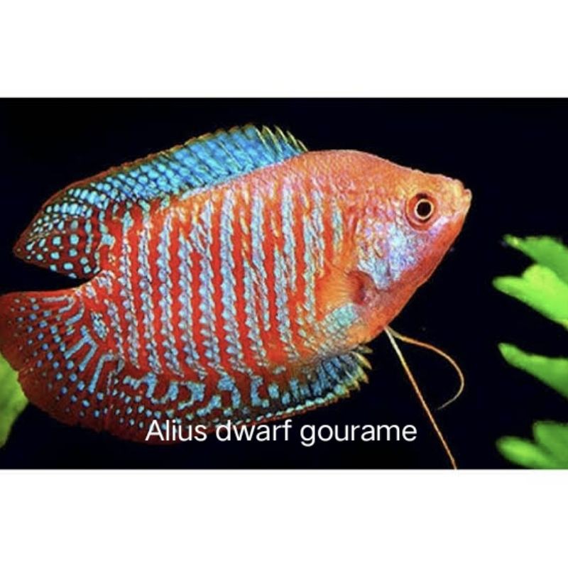 IKAN HIAS ALIUS DWARF GOURAMI