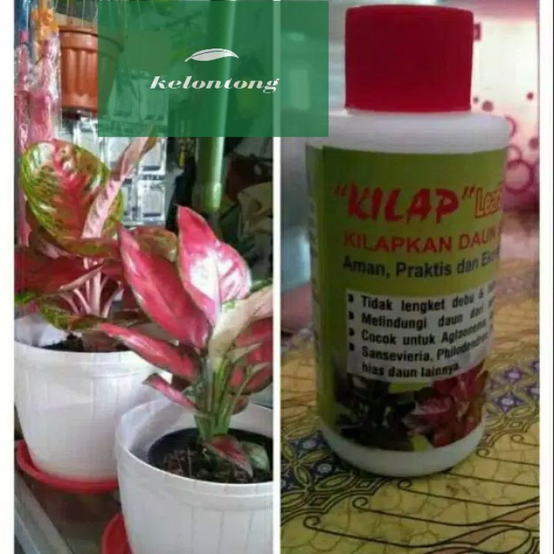 Kilap daun leafshine/pengkilap daun aglonema