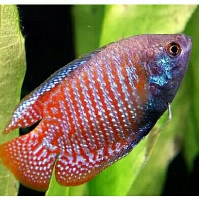 PERAWATAN HEWAN PERAWATAN IKAN SEPAT RALIS IKAN HIAS AQUASCAPE AIR TAWAR AQUARIUM