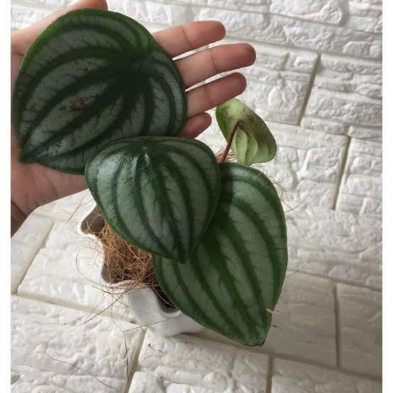 tanaman hias peperomia watermelon daun jumbo ( BISA COD )