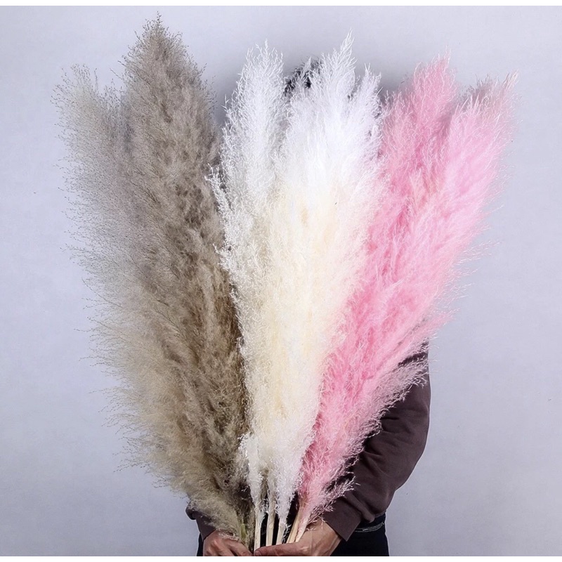 pampas besar cantik Pampas Bulu Premium Hiasan Vas Guci Buket Bunga Kering Dried Flowers Dekorasi Ka