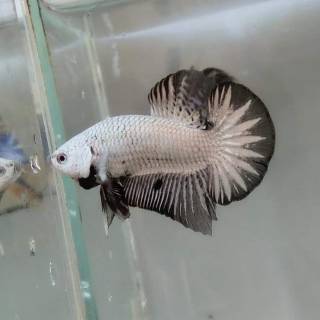 740 Koleksi Gambar Ikan Cupang Black Dragon Gratis Terbaik