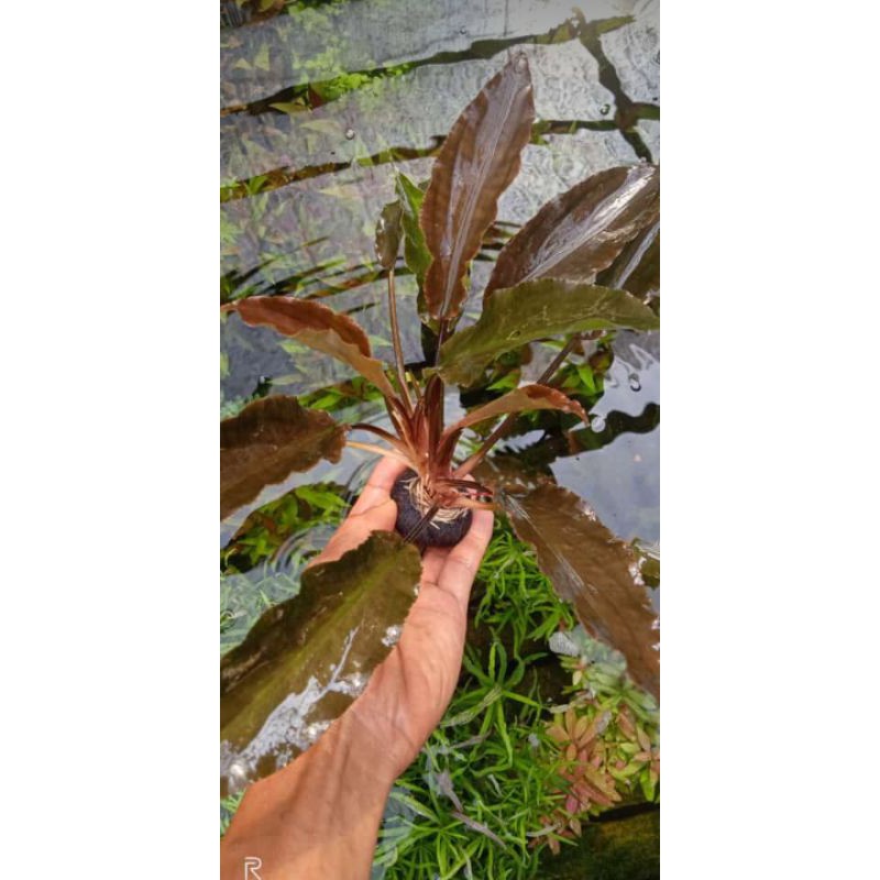 Albida media wabikusa