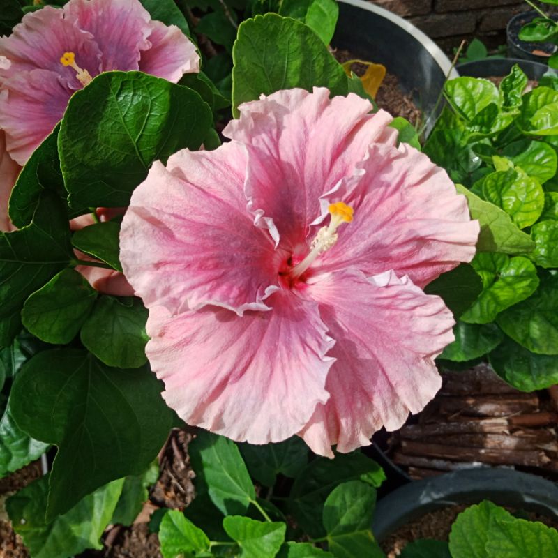 kembang sepatu hibiscus import ungu lavender