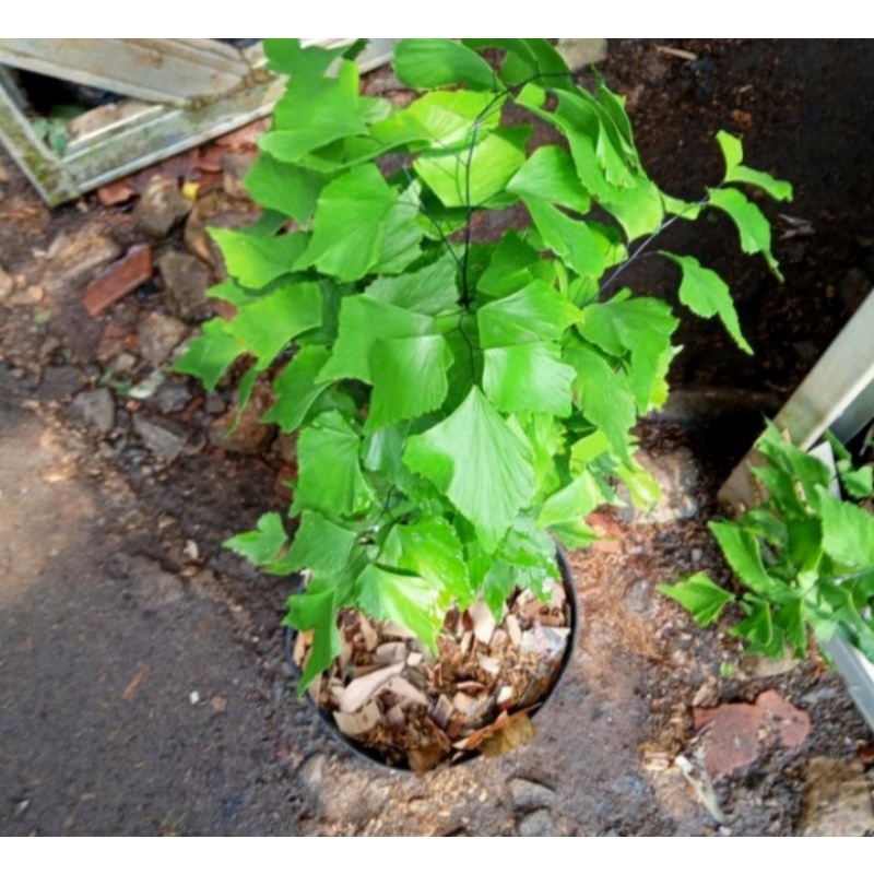 TANAMAN HIAS SUPLIR GAJAH DAUN BESAR