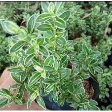 Tanaman Hias Mirten (Malpighia coccigera)/ Bahan Bonsai / Mirten varigata - BAKUL KEMBANG