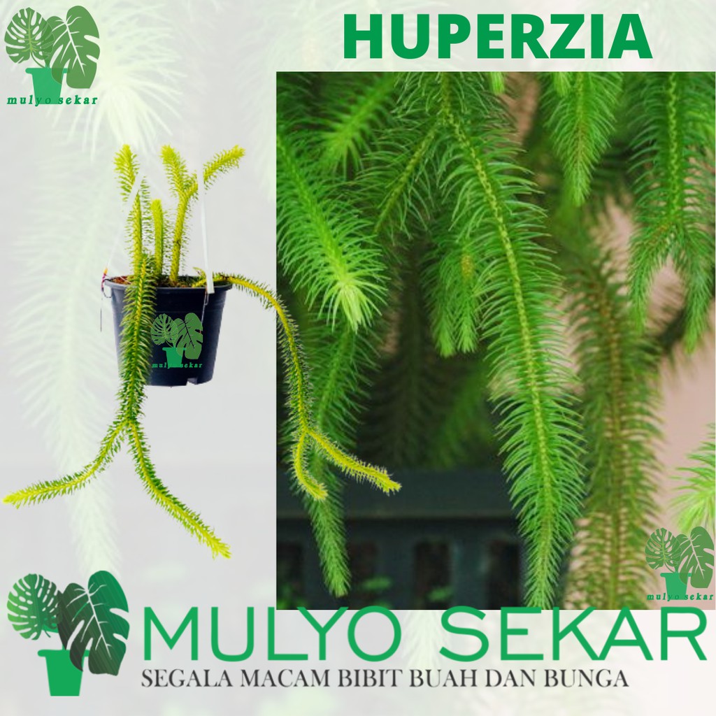 tanaman hias Huperzia Rumpai lycopodium