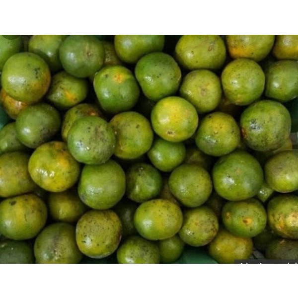 

Jeruk peras 1/2kg (500g)