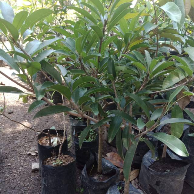 Bibit sawo jumbo mexico