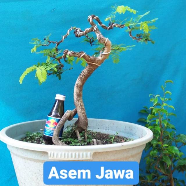 

Asem jawa