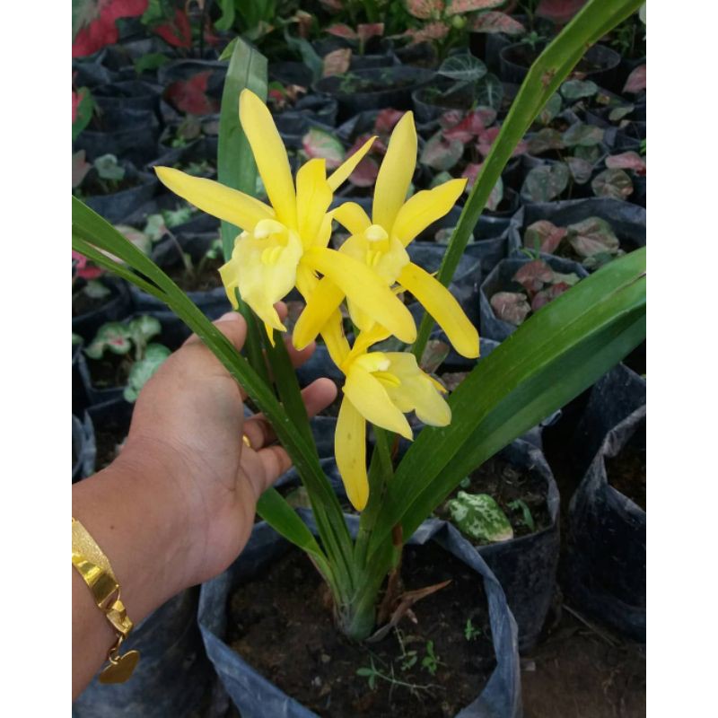 golden boy, Anggrek Tanah, Anggrek kuning, Anggrek tanah kuning kualitas B