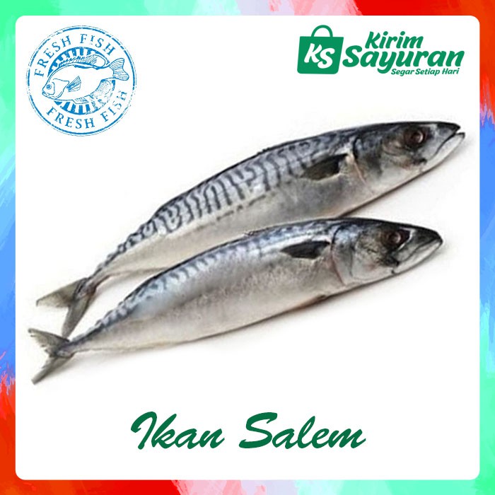 

Ikan Salem (500 g)