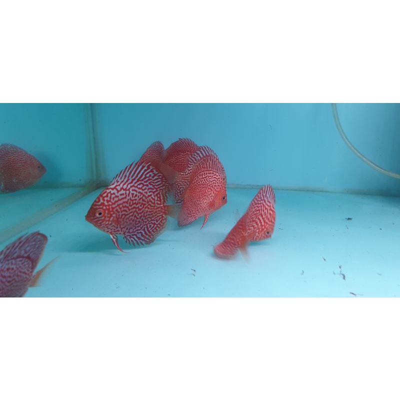 Discus leopard, lss 2,5 inch