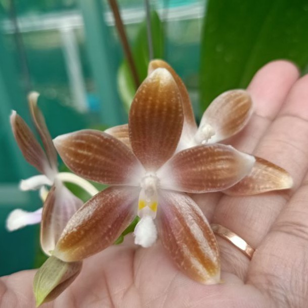 Phalaenopsis speciosa f livida