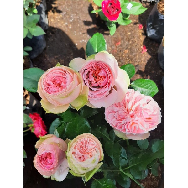 mawar import charming piano