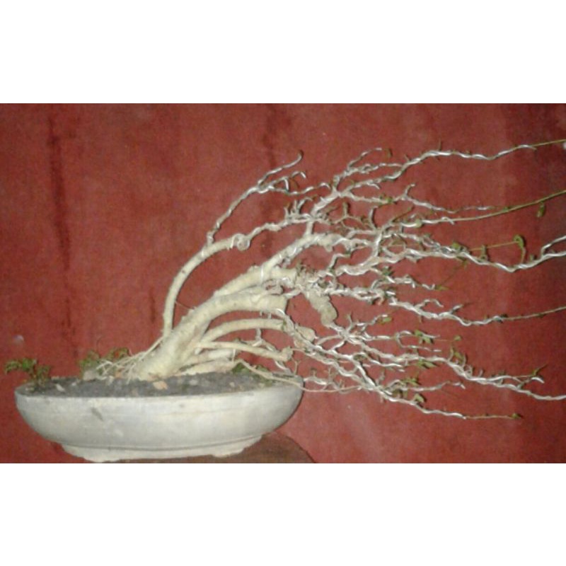 BONSAI SERUT SUDAH JADI BARANG REAL PICT