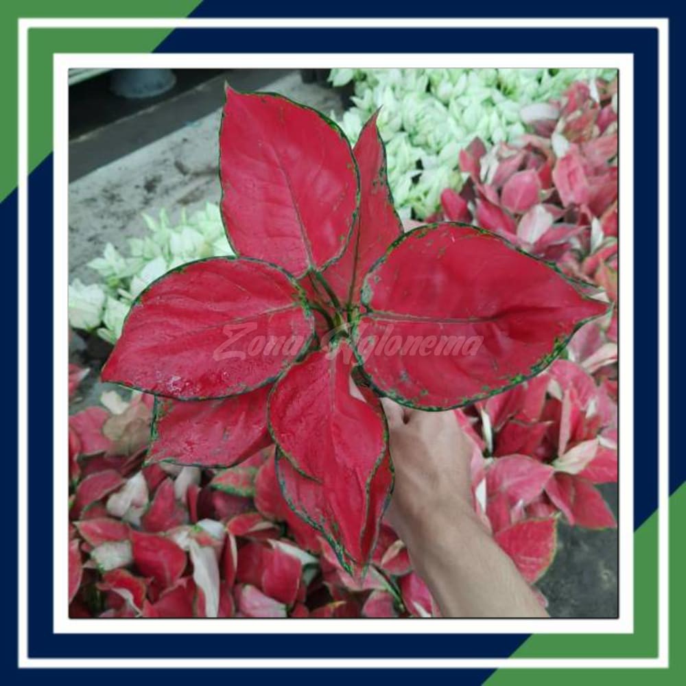 COD AGLAONEMA RED ANJAMANI AGLONEMA MERAH ANJAMANI BESAR TANAMAN HIAS AGLONEMA