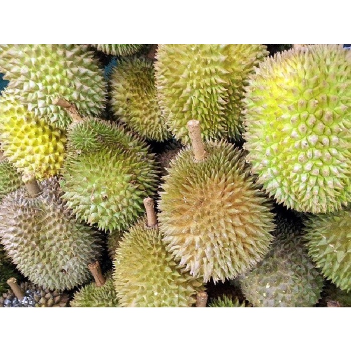 DURIAN LOKAL MEDAN UTUH/BULAT