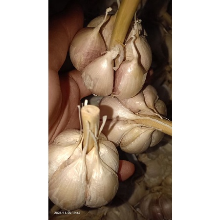 

BAWANG PUTIH KATING 1KG [TERMURAH]