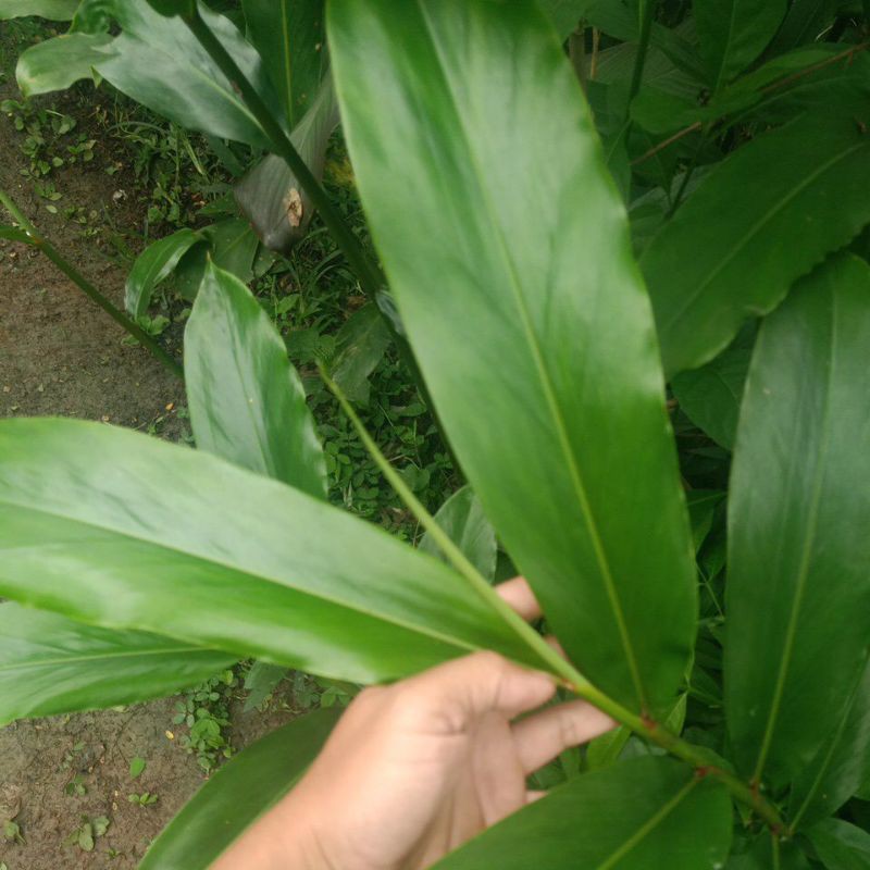 

daun walang rempah 500 gram segar