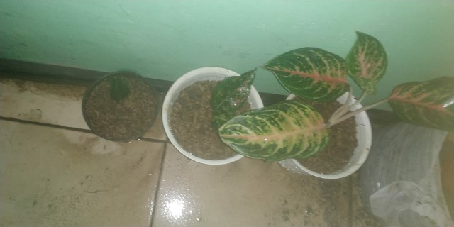 Tanaman Hias Aglonema Ruby Pink