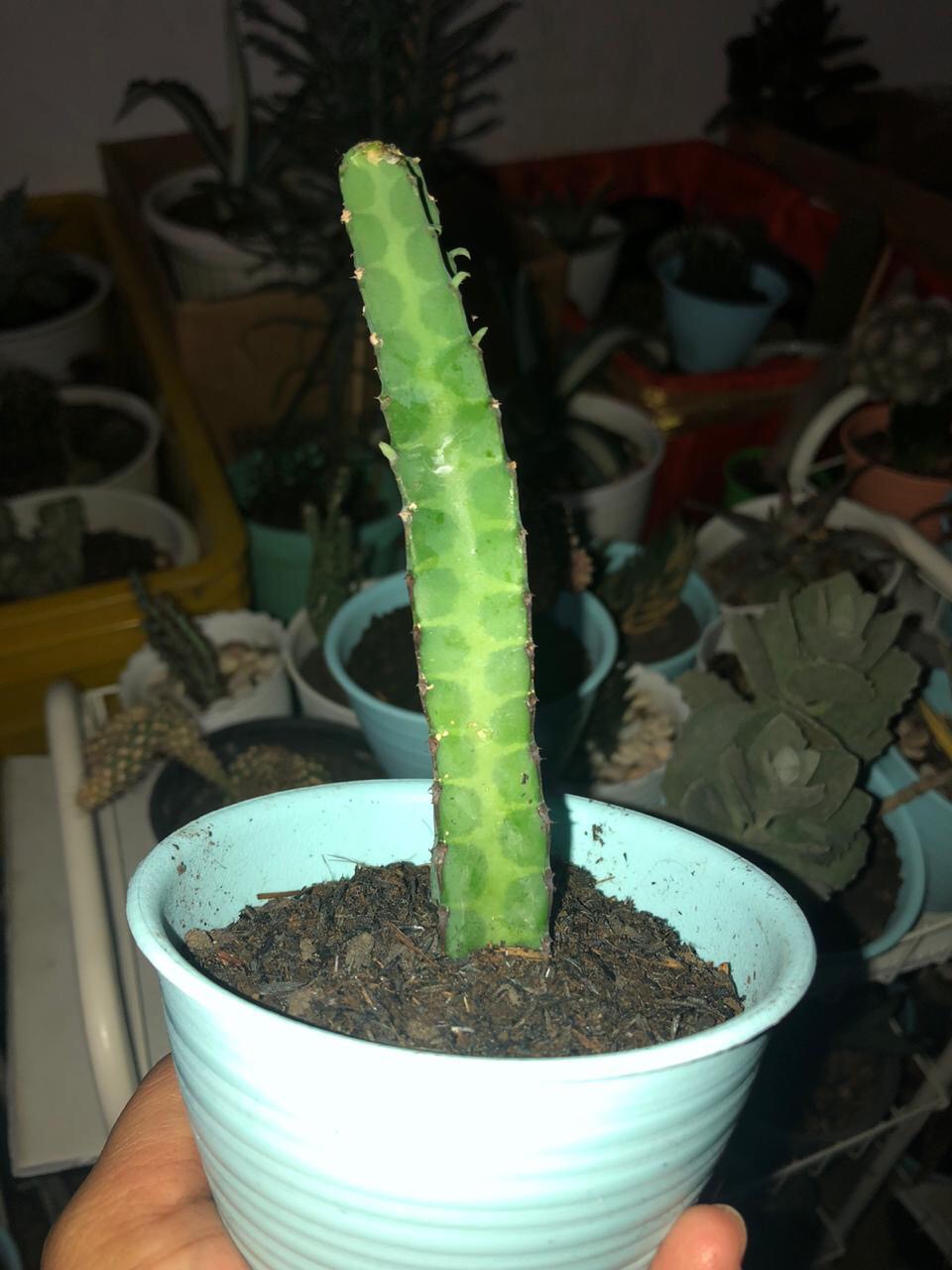 Sukulen Dan Kaktus Mini (epiphyllum California Dream)