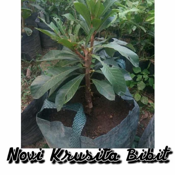 BIBIT BUAH MAMEY SAPOTE HAVANA DIC@RI