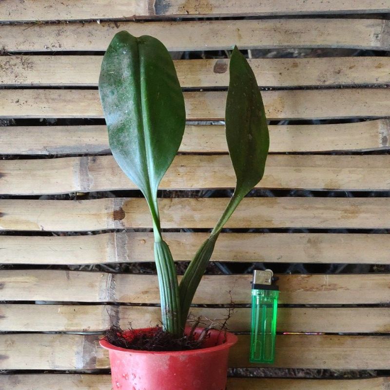 bulbophyllum binnendijkii