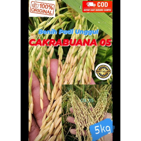 Benih Padi Unggul CAKRABUANA 05 kemasan 5kg tahan blas