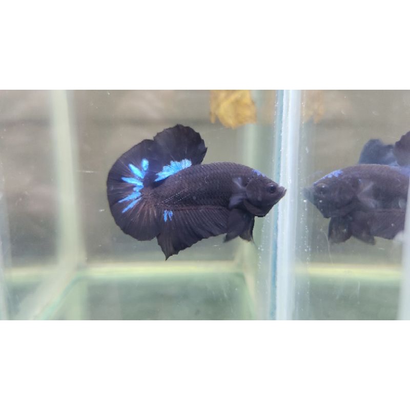 IKAN CUPANG BLACKSERIES NO RED CIHUY GRADE SUPER