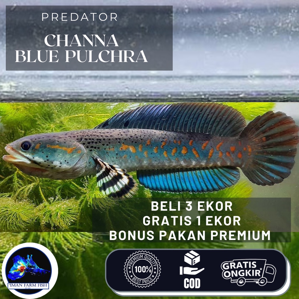 Channa Blue Pulchra 8-9 cm Top Grade Quality Bonus Pellet Premium ++