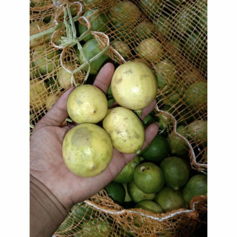 

lemon lokal non biji fresh