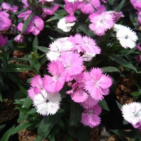 Tanaman Hias Dianthus/Anyelir Pink Putih