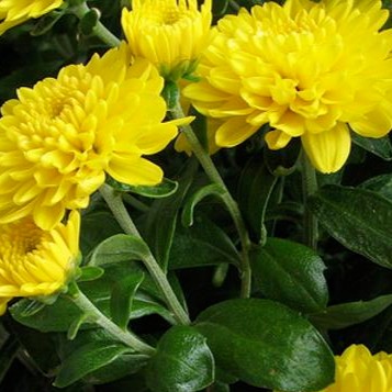 10 Biji Bibit Benih Bunga Aster Callis Yellow