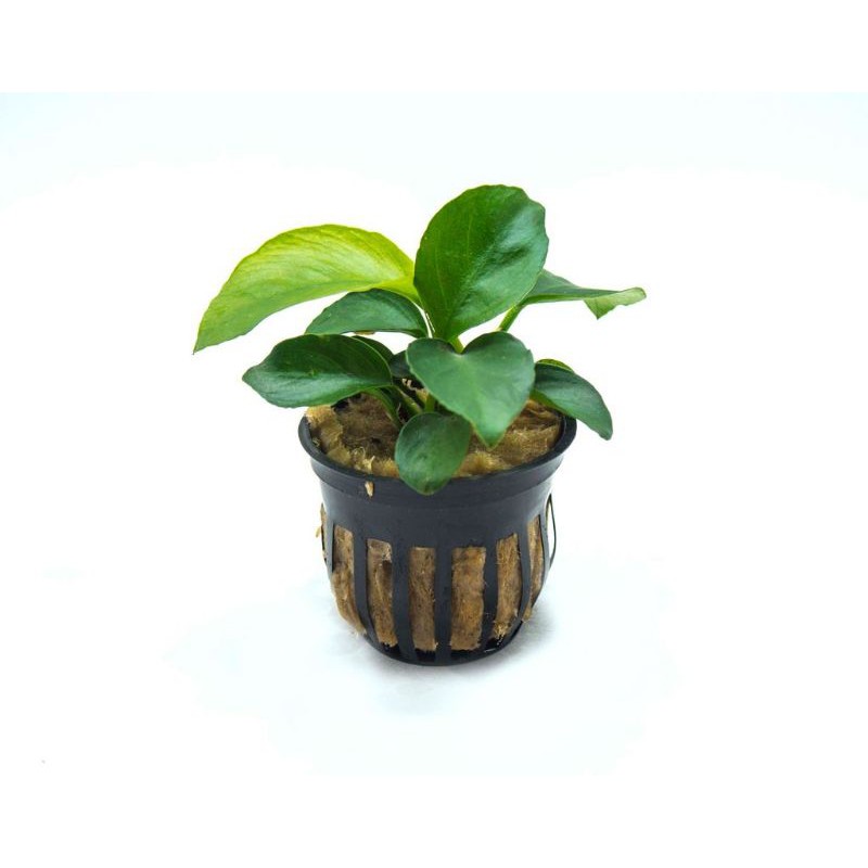 Anubias Barteri Broadleaf Tanaman Aquascape size Mother Plant