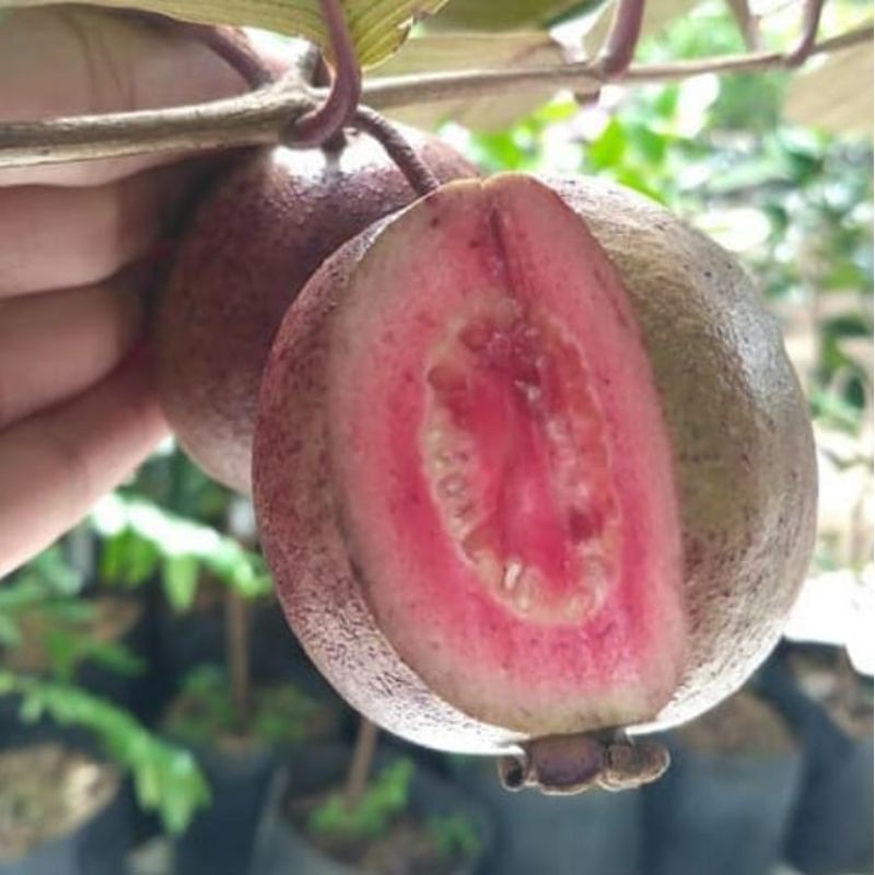 BIBIT JAMBU AUSTRALIA BIBIT JAMBU BIJI