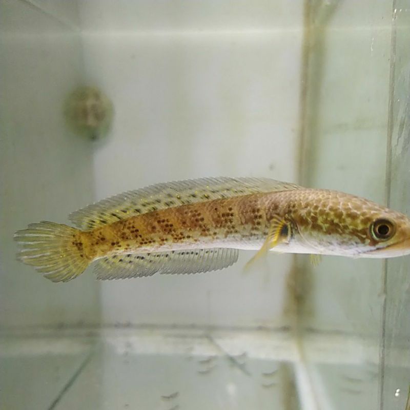 ikan hias dan predator Channa Auranti 10-12cm
