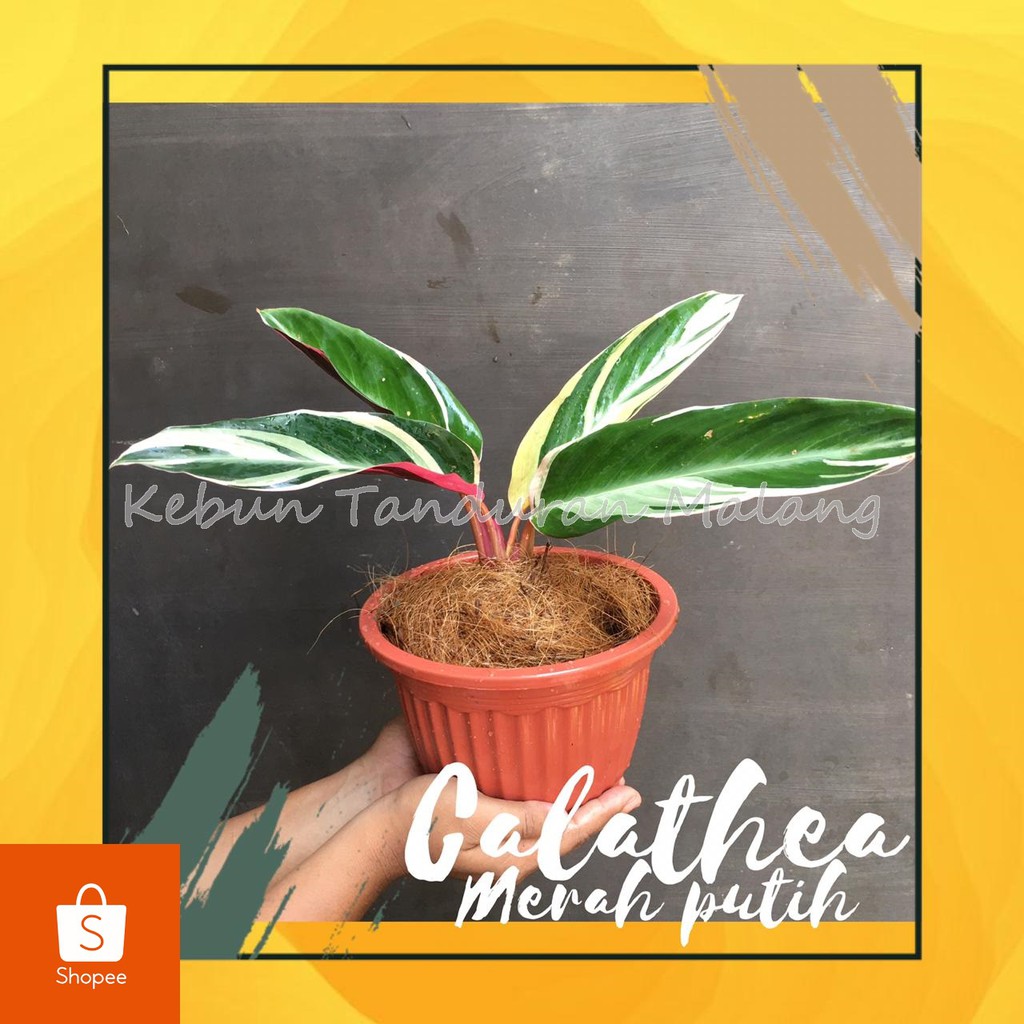 Tanaman kalatea multicolour Merah Putih Tanaman indoor Tanaman kalatea multicolour Merah Putih Tanaman indoor