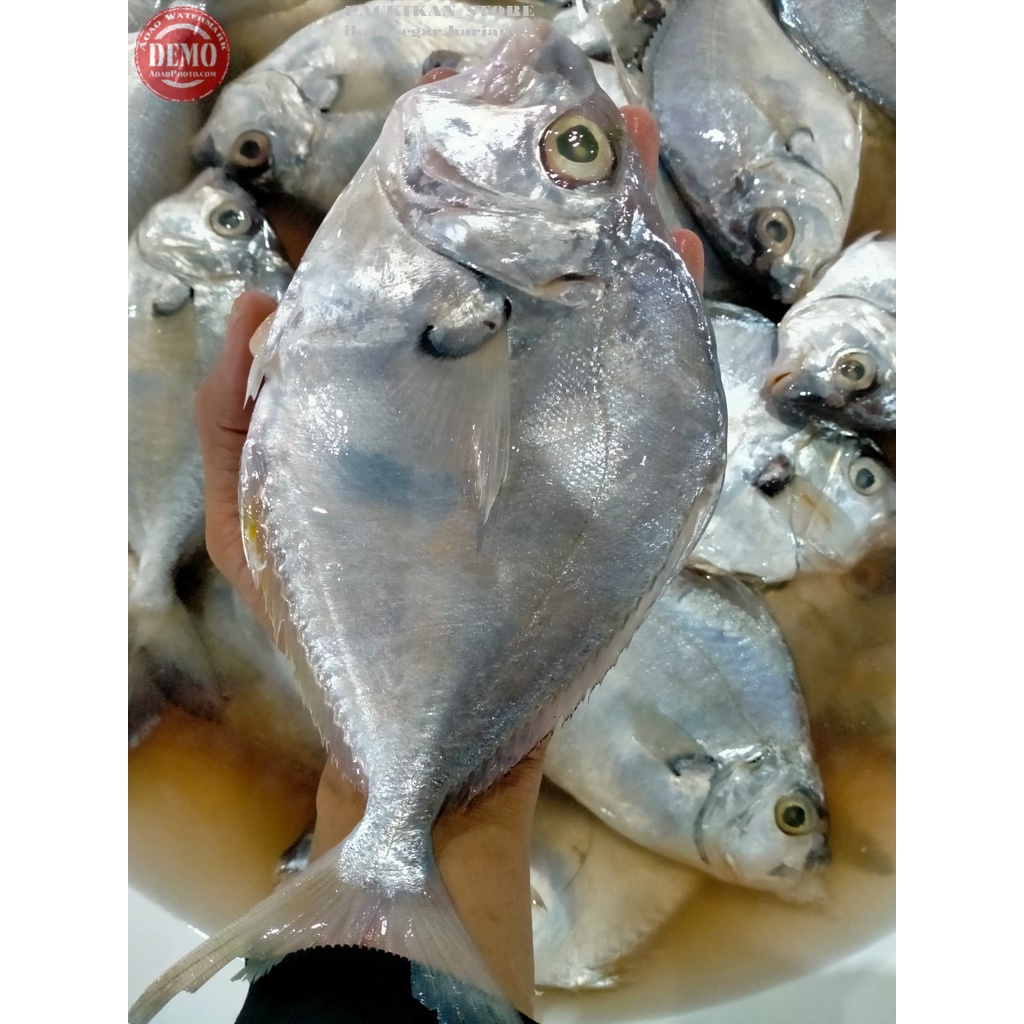 

Ikan Petek Besar 1Kg Ikan Harian Kualitas GARANSI SEGAR