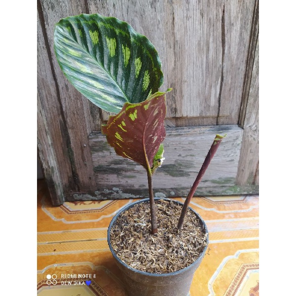 calathea Libyana