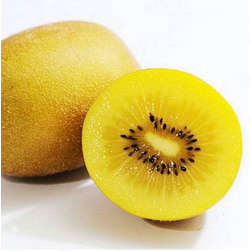 Bibit Kiwi Golden Unggul Dari Okulasi Cepat Berbuah