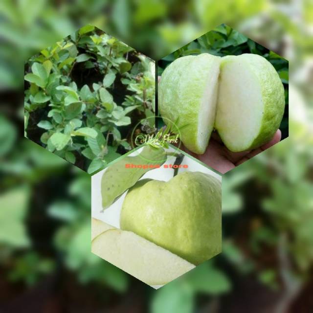 tanaman benih/bibit jambu kristal