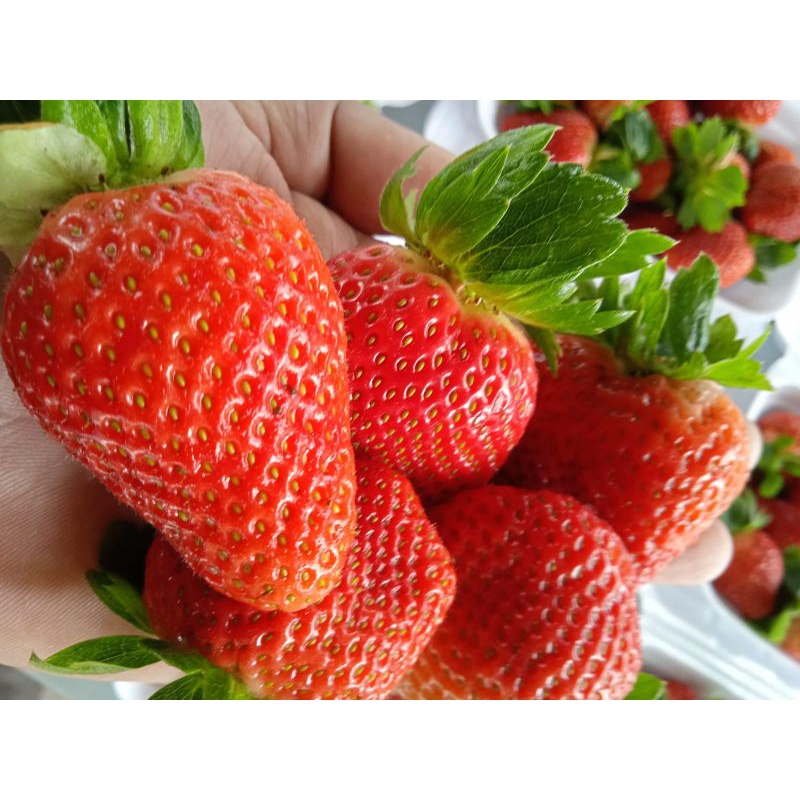 

Buah Strawberry fresh termurah