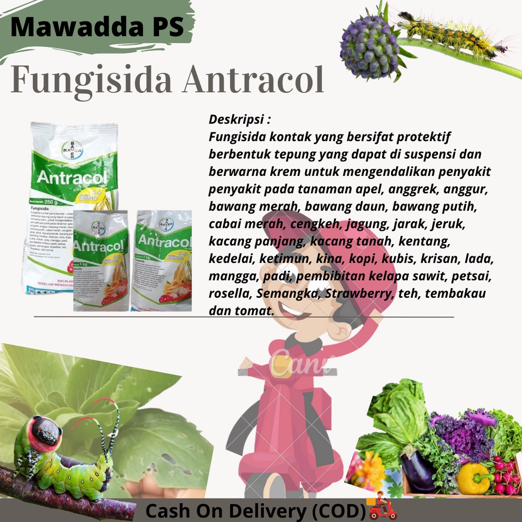 Fungisida Antracol 1KG