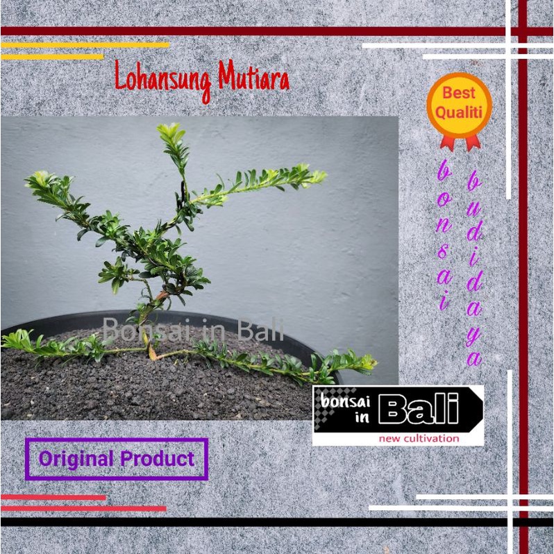 Bibit bahan Bonsai Lohansung Mutiara - Bhudis Pine