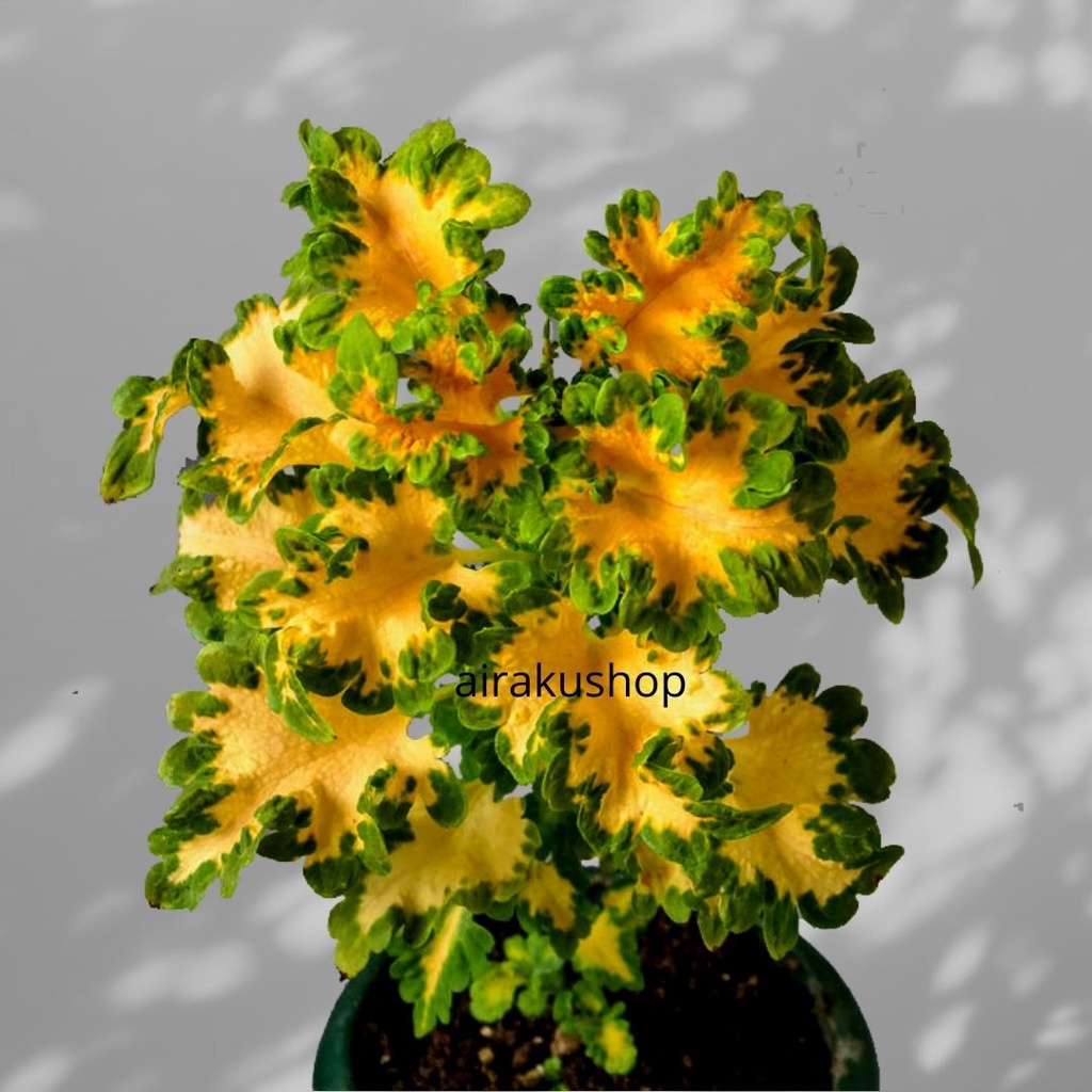 Tanaman Hias Miana ekor naga kuning / Jawer Kotok / Iler / Coleus 22