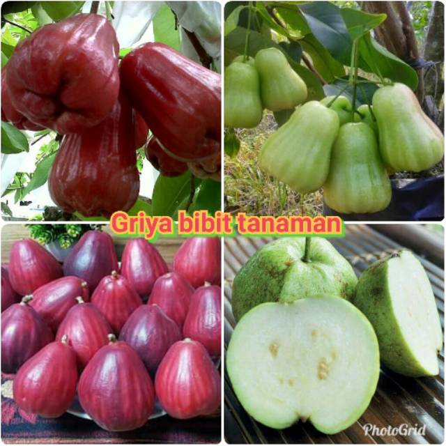 PAKET 4 BIBIT TANAMAN-BIBIT JAMBU DELI MERAH DAN HIJAU-BIBIT JAMBU JAMAIKA-BIBIT JAMBU KRISTAL