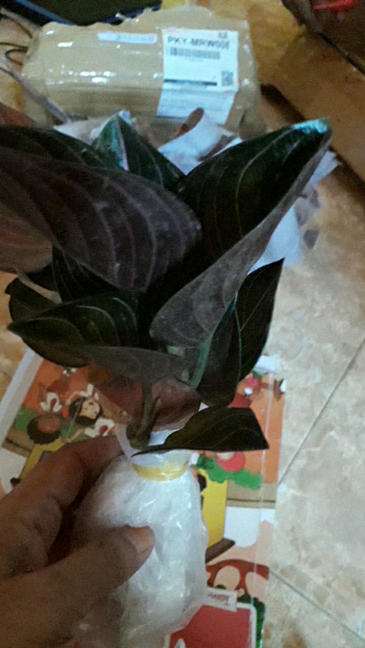 Aglonema Rotundum Aceh